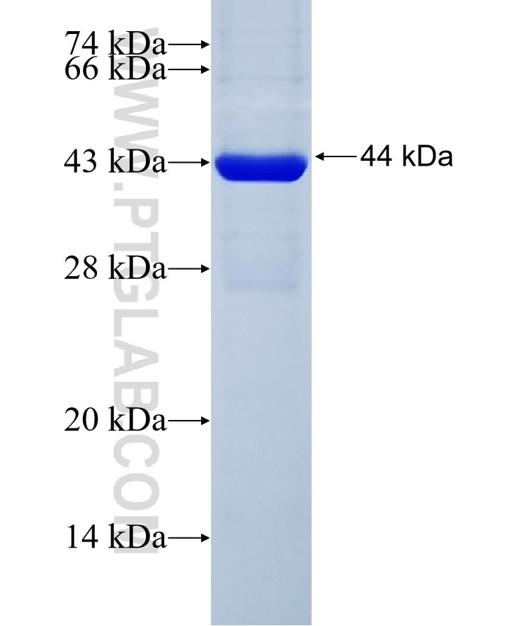 IL-1RA fusion protein Ag1277 SDS-PAGE