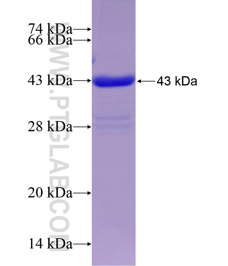IL-2 fusion protein Ag10149 SDS-PAGE