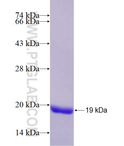 IL-2 fusion protein Ag10199 SDS-PAGE