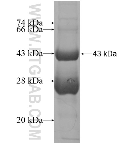 IL-20 fusion protein Ag12447 SDS-PAGE