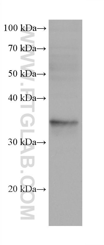 WB analysis of MCF-10A using 60221-1-Ig