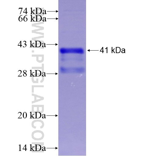 IL-21 fusion protein Ag11838 SDS-PAGE