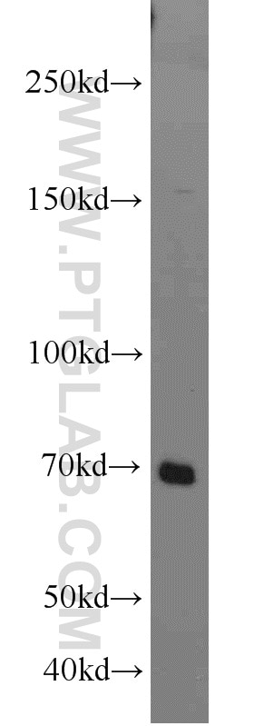 WB analysis of K-562 using 10533-1-AP