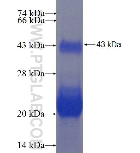 IL-22 fusion protein Ag9869 SDS-PAGE