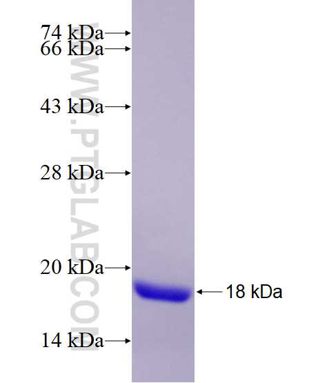 IL-22 fusion protein Ag9942 SDS-PAGE