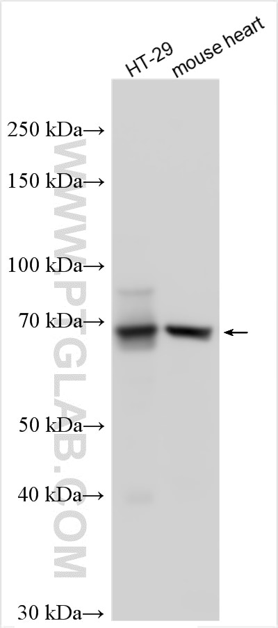 Western Blot (WB) analysis of various lysates using IL-22RA1 Polyclonal antibody (13462-1-AP)