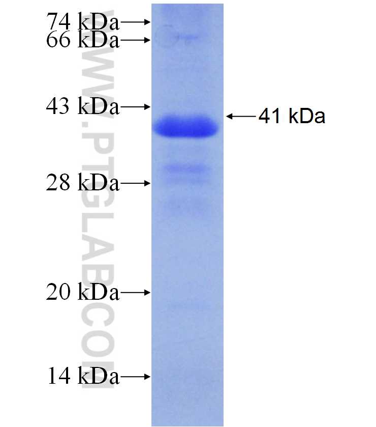 IL-22RA1 fusion protein Ag29983 SDS-PAGE