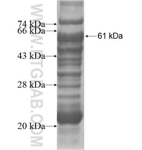 IL-22RA1 fusion protein Ag4056 SDS-PAGE