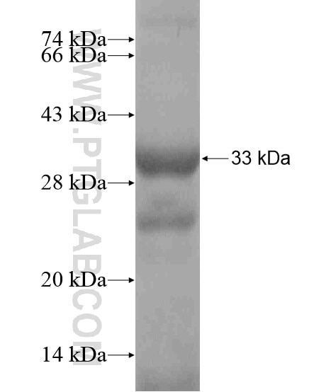 IL-22RA2 fusion protein Ag18682 SDS-PAGE