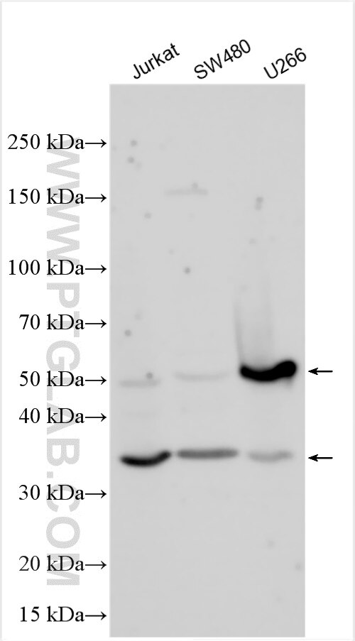 Western Blot (WB) analysis of various lysates using IL23(IL12B+IL23A) Polyclonal antibody (32180-1-AP)