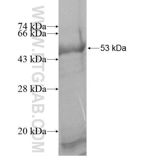 IL-23A fusion protein Ag10190 SDS-PAGE