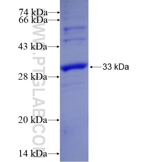 IL-23A fusion protein Ag10319 SDS-PAGE