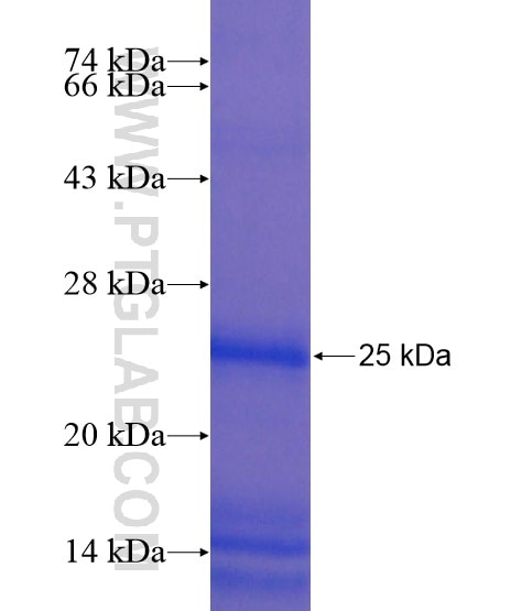 IL-23A fusion protein Ag19406 SDS-PAGE