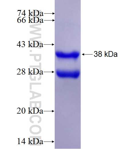 IL23R fusion protein Ag25939 SDS-PAGE