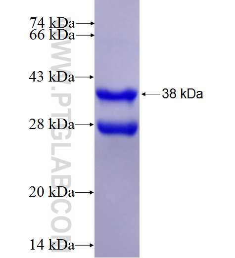 IL-23R fusion protein Ag25939 SDS-PAGE