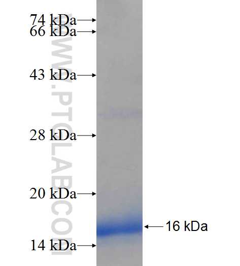 IL-23R fusion protein Ag25964 SDS-PAGE