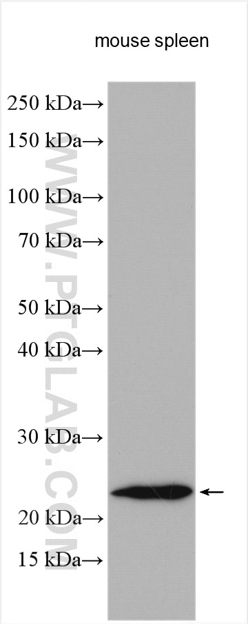 Western Blot (WB) analysis of various lysates using IL-24 Polyclonal antibody (26772-1-AP)