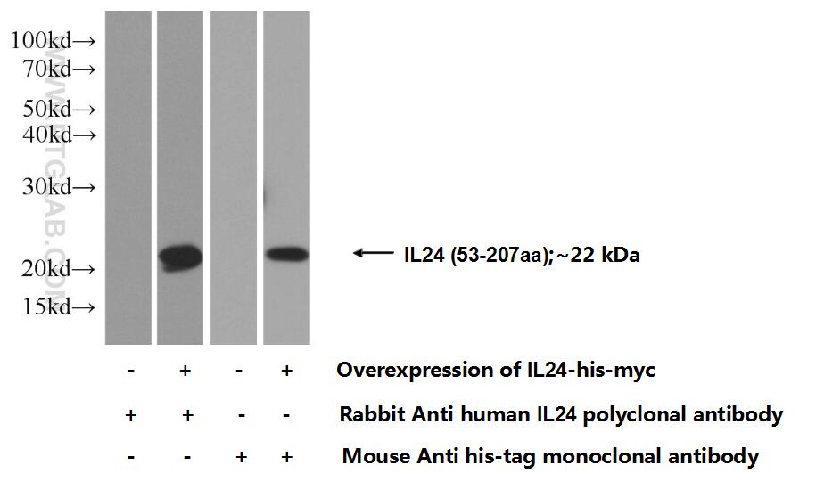 IL-24 Polyclonal antibody