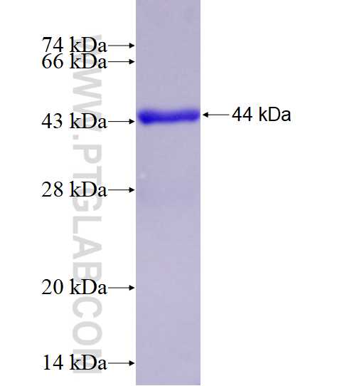 IL-24 fusion protein Ag25071 SDS-PAGE