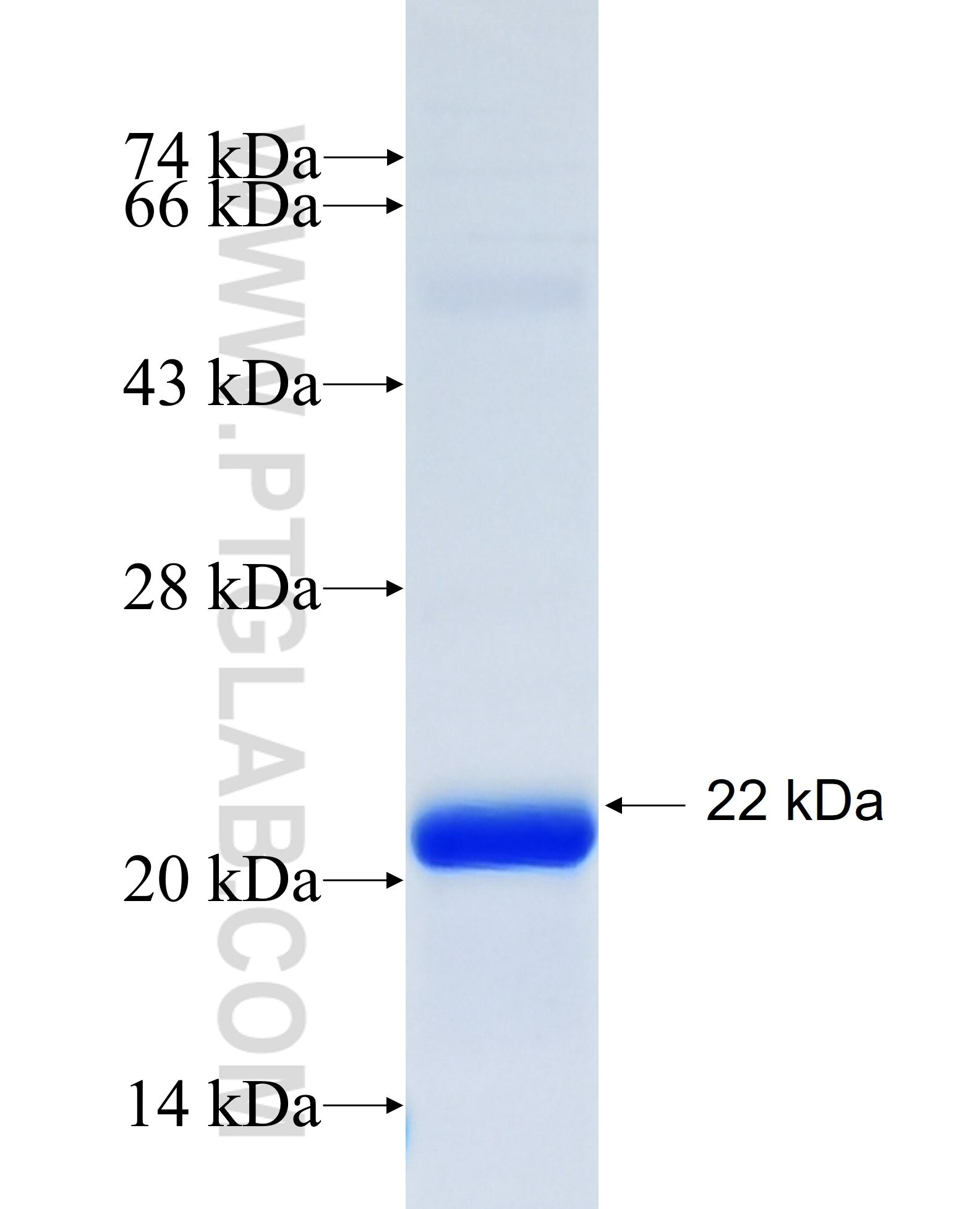 IL-24 fusion protein Ag25374 SDS-PAGE