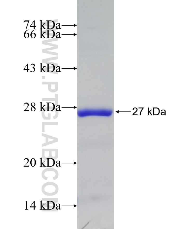 IL-24 fusion protein Ag8282 SDS-PAGE