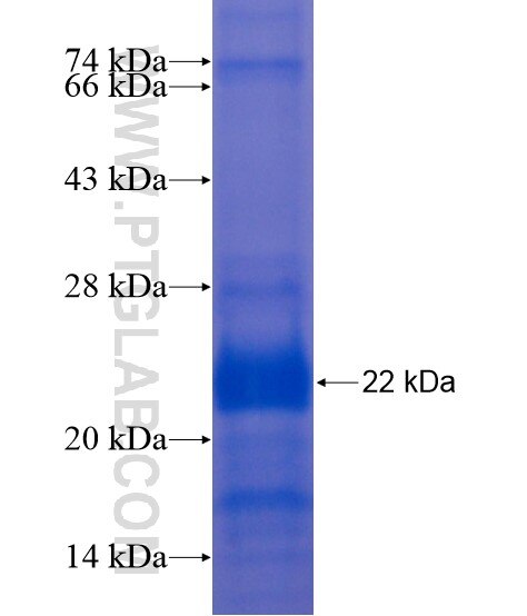 IL-25 fusion protein Ag21441 SDS-PAGE