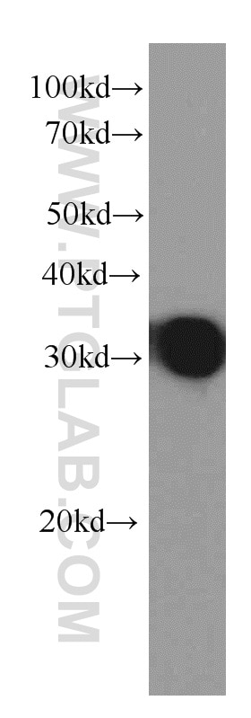 Western Blot (WB) analysis of Recombinant protein using IL-27 Monoclonal antibody (66164-1-Ig)