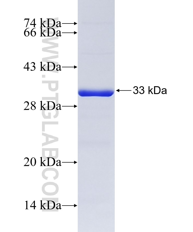 IL-27 fusion protein Ag21436 SDS-PAGE