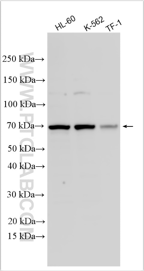 Western Blot (WB) analysis of various lysates using IL-27RA Polyclonal antibody (12308-1-AP)