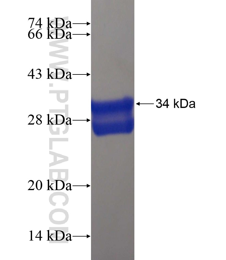 IL-28A fusion protein Ag18525 SDS-PAGE