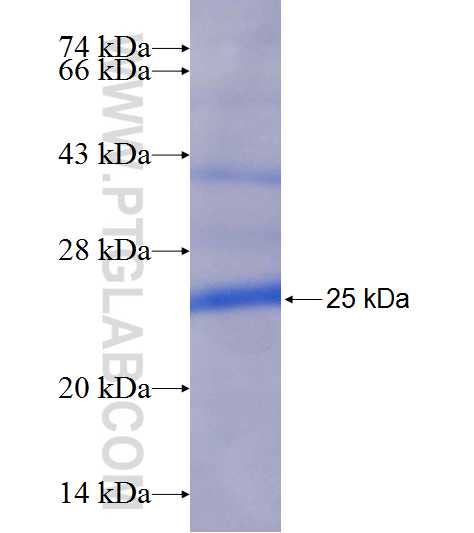 IL-28A fusion protein Ag21490 SDS-PAGE