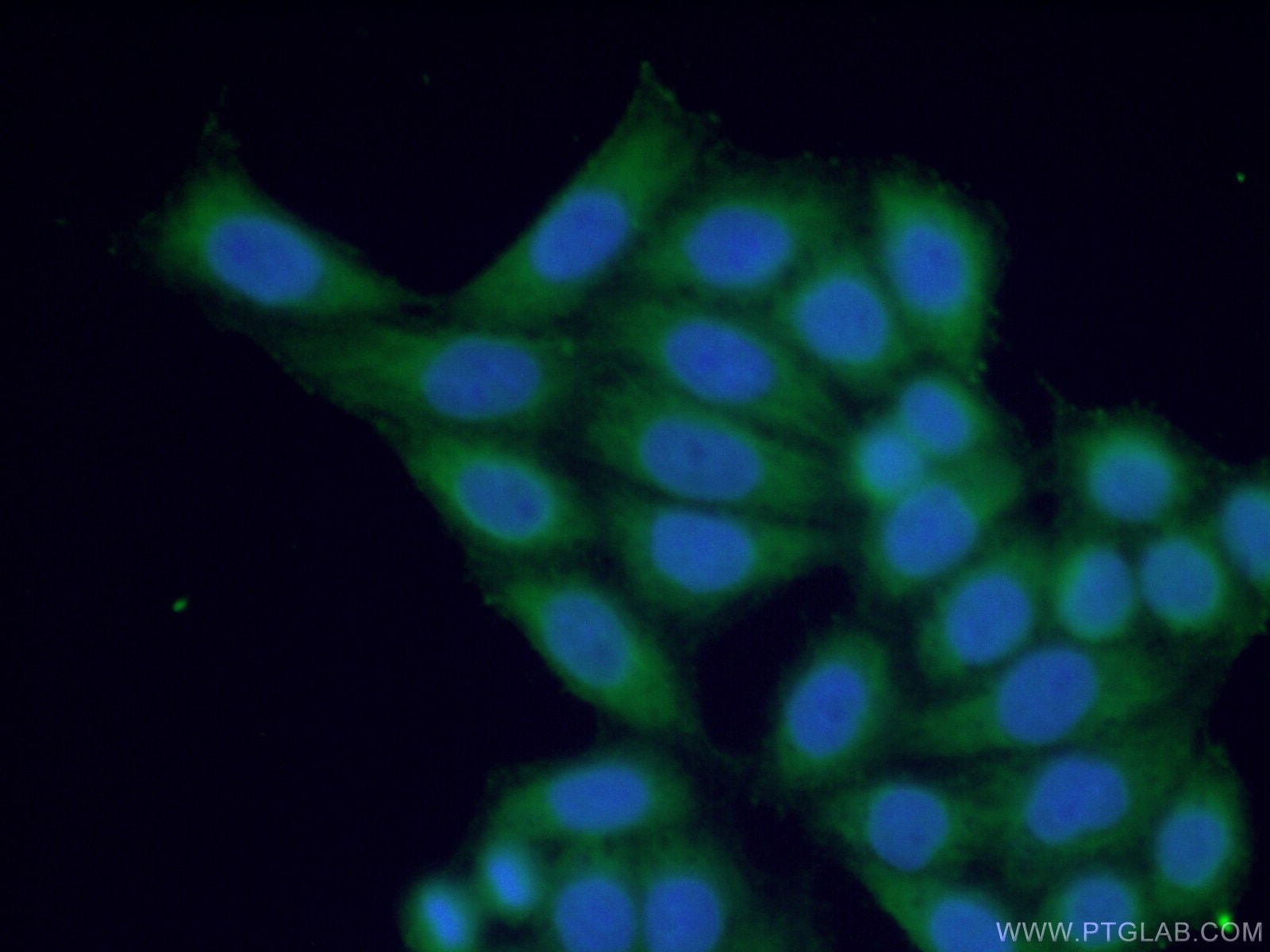 Immunofluorescence (IF) / fluorescent staining of HeLa cells using IL-28B Polyclonal antibody (24199-1-AP)
