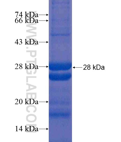 IL-28B fusion protein Ag21491 SDS-PAGE