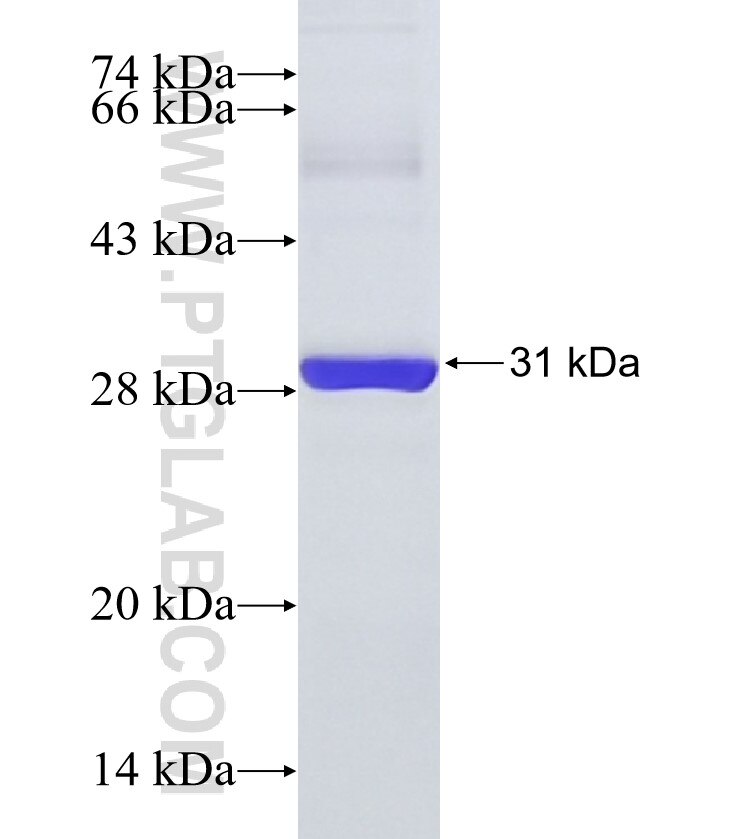 IL-28RA fusion protein Ag18830 SDS-PAGE