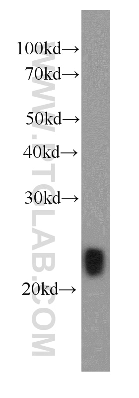 Western Blot (WB) analysis of Recombinant protein using IL-29 Monoclonal antibody (66163-1-Ig)