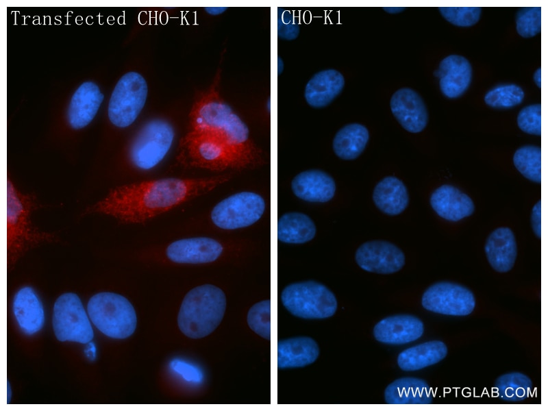 IF Staining of Transfected CHO-K1 using 86548-3-RR Immunofluorescence (IF) / fluorescent staining of Transfected CHO-K1 using IL-29 Recombinant monoclonal antibody (86548-3-RR)