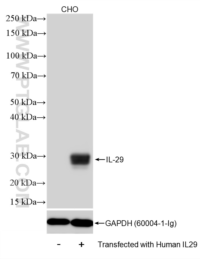 WB analysis of CHO using 86548-3-RR Western Blot (WB) analysis of CHO cells using IL29 Recombinant monoclonal antibody (86548-3-RR)