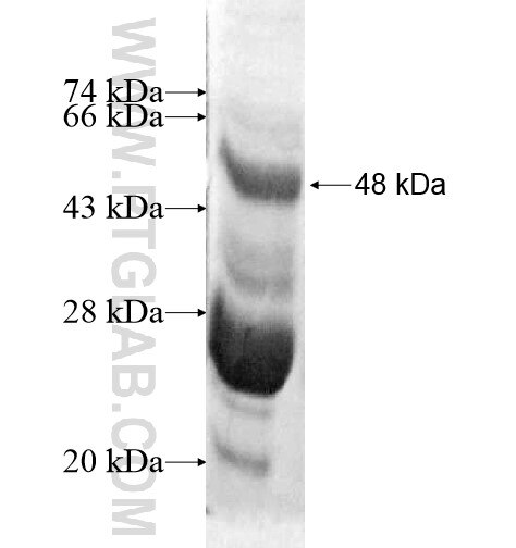 IL-29 fusion protein Ag12433 SDS-PAGE