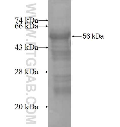 IL-2RB fusion protein Ag3929 SDS-PAGE