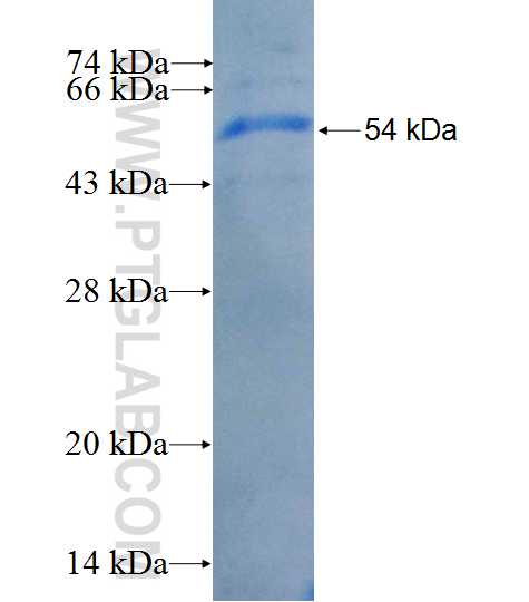 IL-2RG fusion protein Ag26388 SDS-PAGE