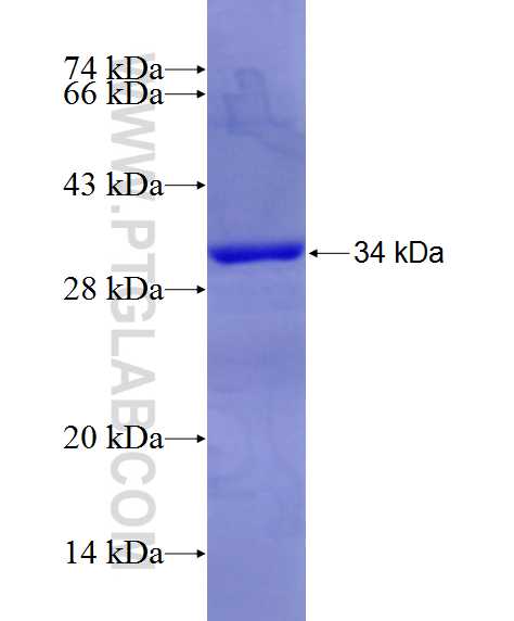 IL-2RG fusion protein Ag26397 SDS-PAGE