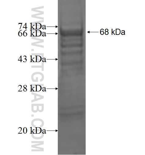 IL-2RG fusion protein Ag1911 SDS-PAGE