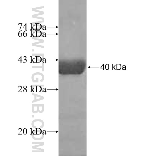 IL-3 fusion protein Ag11839 SDS-PAGE