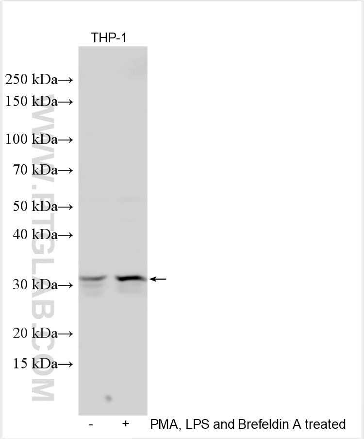 Western Blot (WB) analysis of various lysates using IL-33 Polyclonal antibody (12372-1-AP)