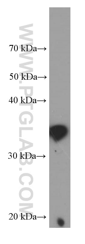 Western Blot (WB) analysis of human lung tissue using IL-33 Monoclonal antibody (66235-1-Ig)