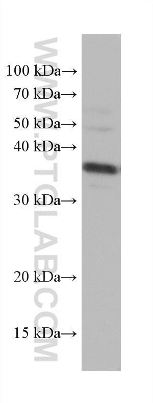 Western Blot (WB) analysis of hTERT-RPE1 cells using IL-33 Monoclonal antibody (66235-1-Ig)