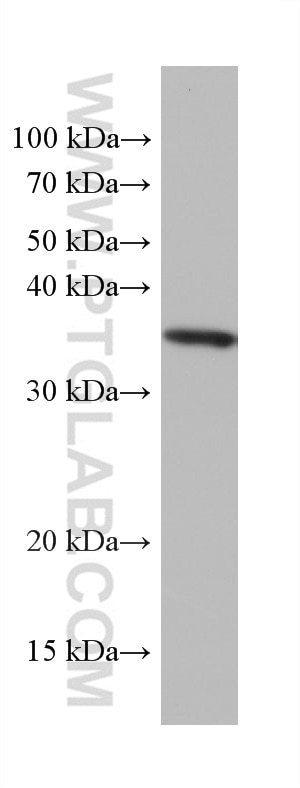 Western Blot (WB) analysis of THP-1 cells using IL-33 Monoclonal antibody (66235-1-Ig)