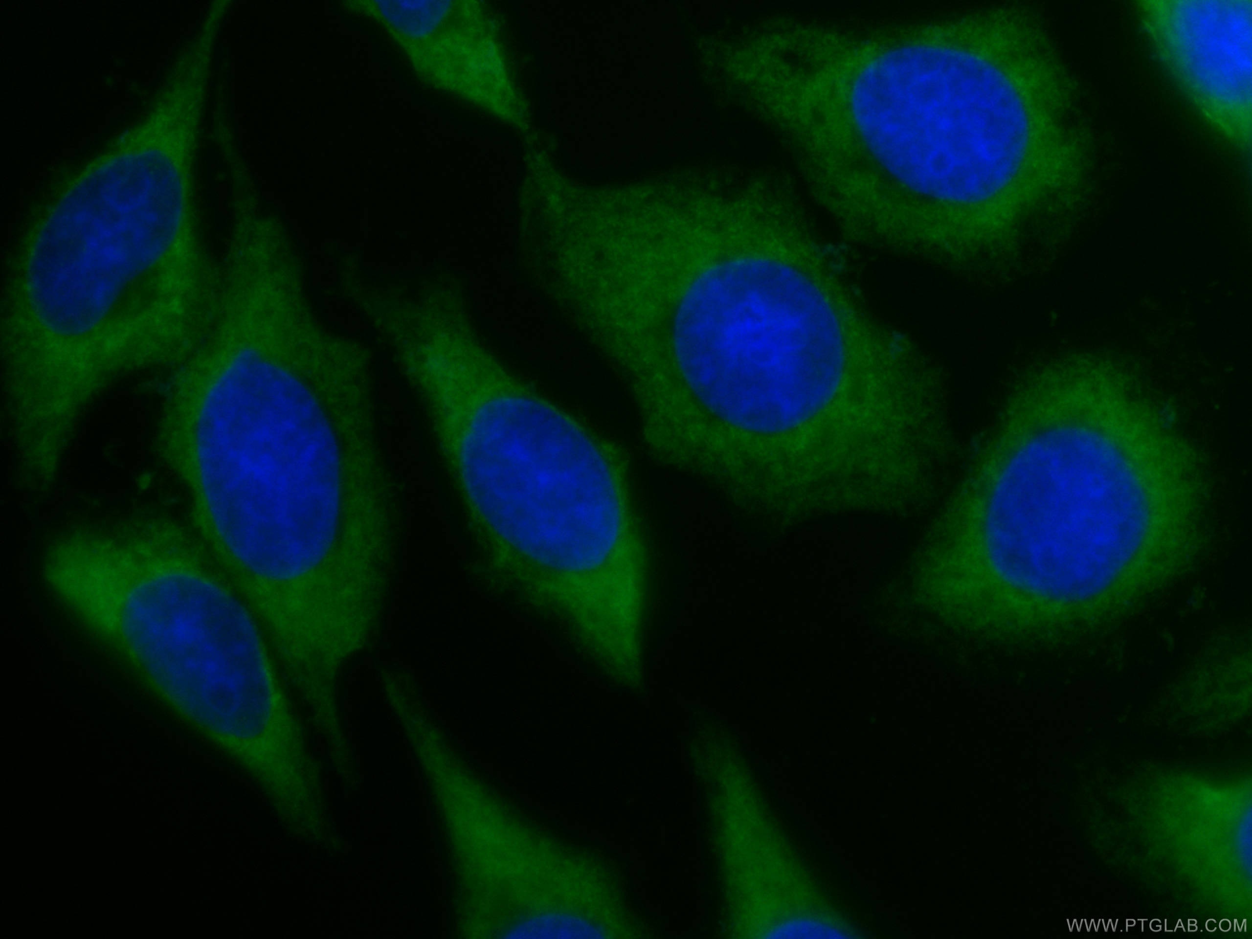 Immunofluorescence (IF) / fluorescent staining of HepG2 cells using CoraLite® Plus 488-conjugated IL-33 Monoclonal ant (CL488-66235)