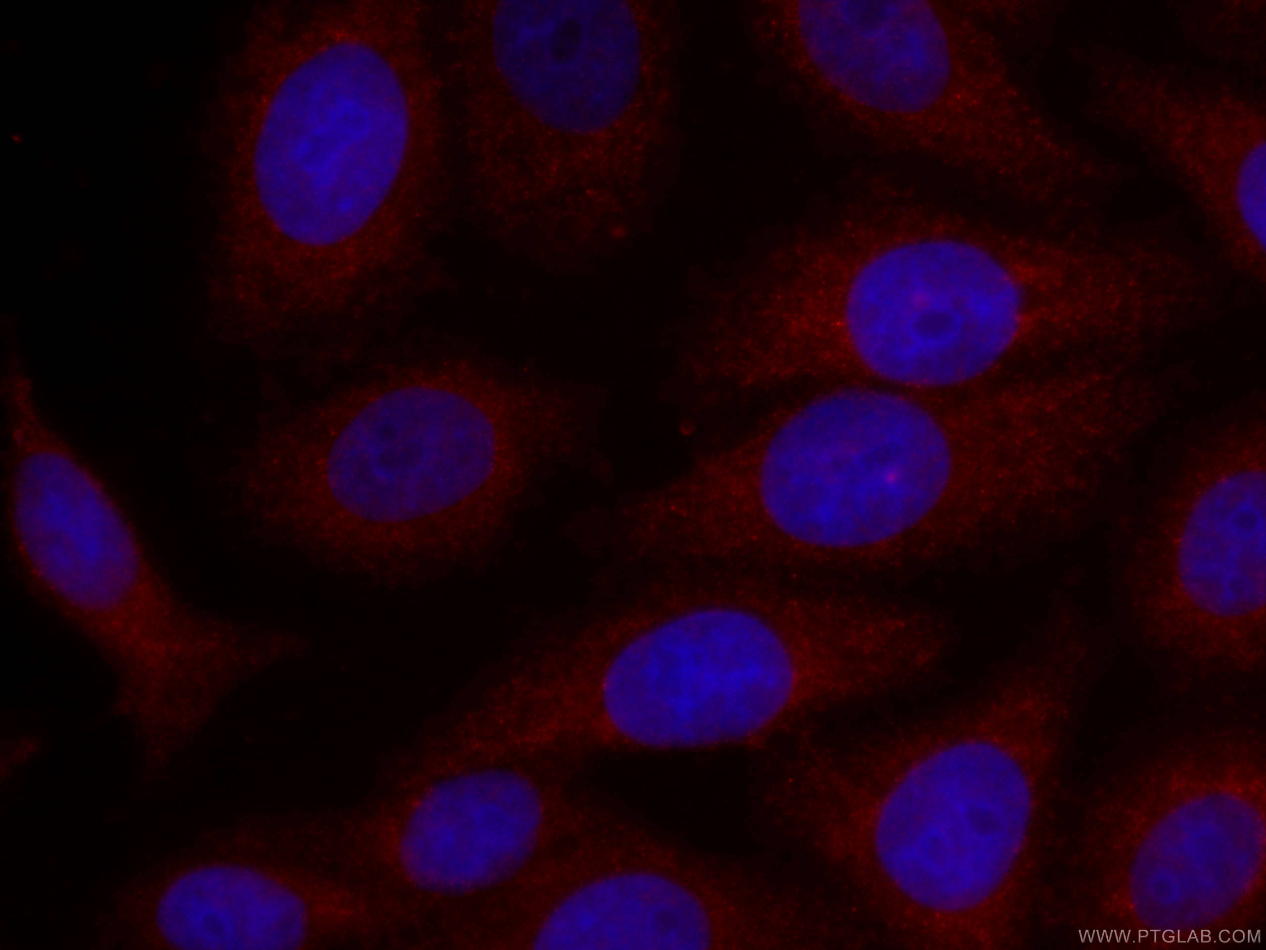 IF Staining of HepG2 using CL594-66235