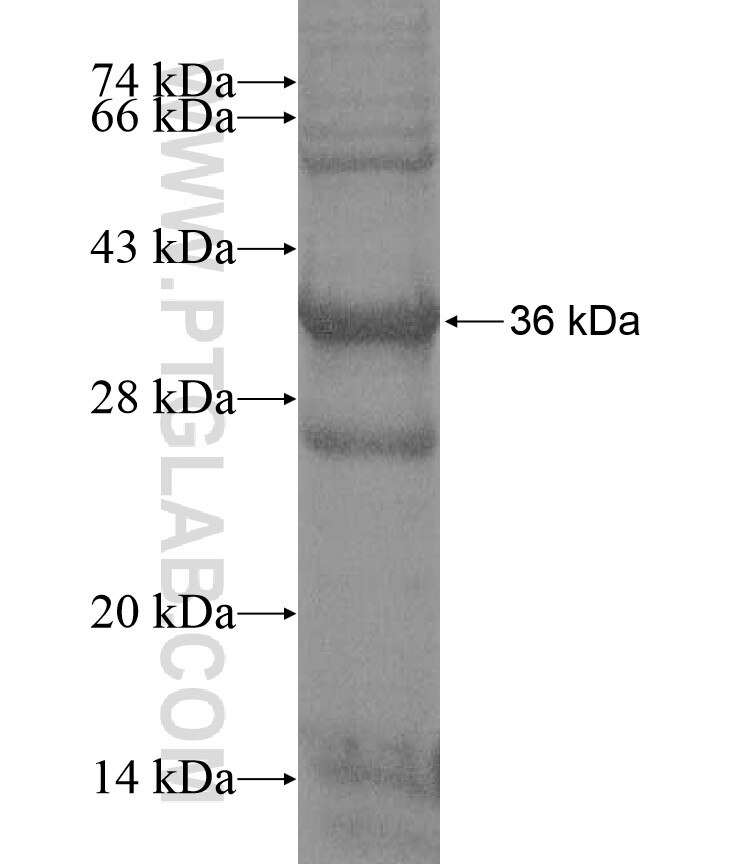 IL33 fusion protein Ag17267 SDS-PAGE